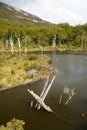 dead lenga beech trees in a beaver dam