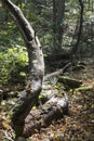 Dead limb rising from the forest floor