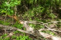 Dead limb, with seed pods.