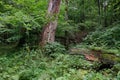 Dead linden tree stump in summer