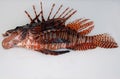 Dead lionfish on white background Royalty Free Stock Photo