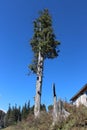 Dead and Living Tree in a Magical valley.