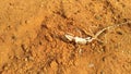 Dead Lizard on desert