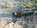 Dead lizard is eaten by ants on the grass. Ants eat dead blue lizard