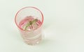 Dead lizard Gecko lying inside drinking glass