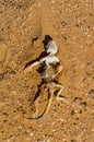 Dead lizard on sand background in desert