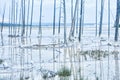 Dead Lodgepole Pine Forest