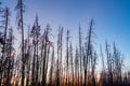 Dead Lodgepole Pine Trees Royalty Free Stock Photo