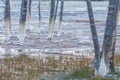 Dead Lodgepole Pines in Grass