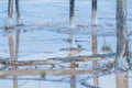 Dead Lodgepole Pines Landscape