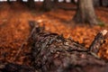 Dead log in late fall Royalty Free Stock Photo