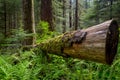 Dead log in Olympic National Park Royalty Free Stock Photo