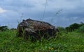 A dead log on a plain grassland