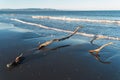 Dead logs stuck in the sand on a beach