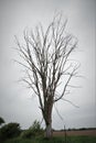 Dead lone tree silhouette grey skies