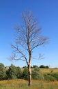 Dead lonely tree in a field Royalty Free Stock Photo