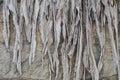 Dead long leaves plants on the old stone wall. Royalty Free Stock Photo