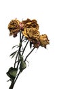 Dead Long Stem Roses Royalty Free Stock Photo