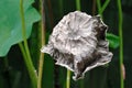 Dead lotus leaves