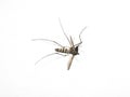 Dead macro Mosquito isolated on white background. Royalty Free Stock Photo