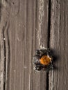 P5210200 dead male red-backed jumping spider, Phiddipus johnsoni, hanging in a web, cECP 2016