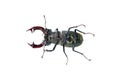 Dead male stag beetle isolated on white background