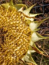 Dead mammoth sunflower in the garden