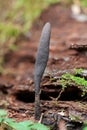 Dead man`s fingers Xylaria polymorpha Royalty Free Stock Photo