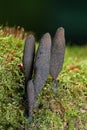 Dead man`s fingers Xylaria polymorpha Royalty Free Stock Photo