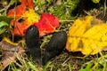 Dead Man\'s Fingers - Xylaria polymorpha