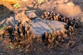 Dead man`s fingers or Xylaria polymorpha, a saprobic fungi on a tree stump Royalty Free Stock Photo