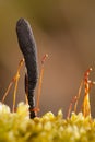 Dead man's fingers (Xylaria polymorpha)