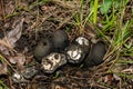 Dead Man\'s Fingers - Xyxlaria polymorpha