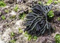 Dead Mans Fingers or Codium fragile