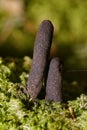 Dead Mans Fingers Fungus