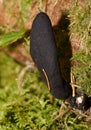 Dead Mans Fingers Fungus