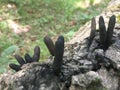 Dead Mans Fingers