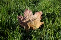 A dead maple leaf on the green grass