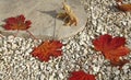 Dead maple leaves on a gravel garden path