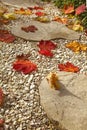 Dead maple leaves on a gravel garden path