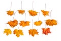 Dead maple leaves isolated