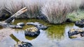 Dead marsh grasses, dead tree, moss black rocks, water with reflection.