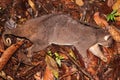 Dead marsupial, kuskus from New Guinea