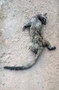 A dead Masked Palm Civet found on a road.