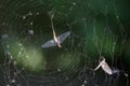 Dead Mayflies (Ephemera vulgata) in spiders web