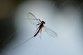 Dead mayfly caught in a spider web Royalty Free Stock Photo