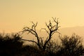 Dead Mesquite Tree Silhouette In Desert At Sunset Royalty Free Stock Photo
