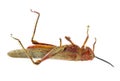 Dead Migratory locust