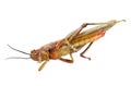 Dead Migratory locust