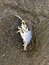 Dead Mole Crab on Oregon Coast